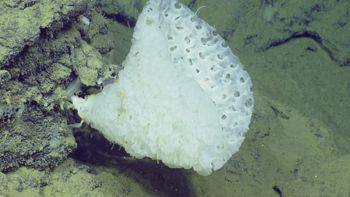 Media type: image;   Invertebrate Zoology 153111 Description: live specimen;